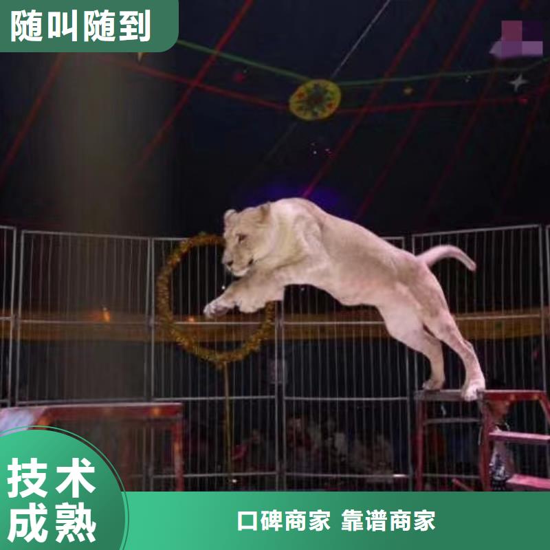 哪里有出租动物的丰富多彩