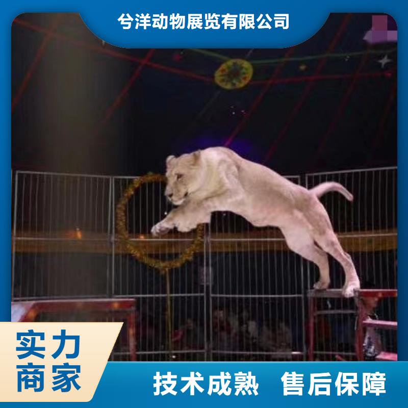 动物表演出租