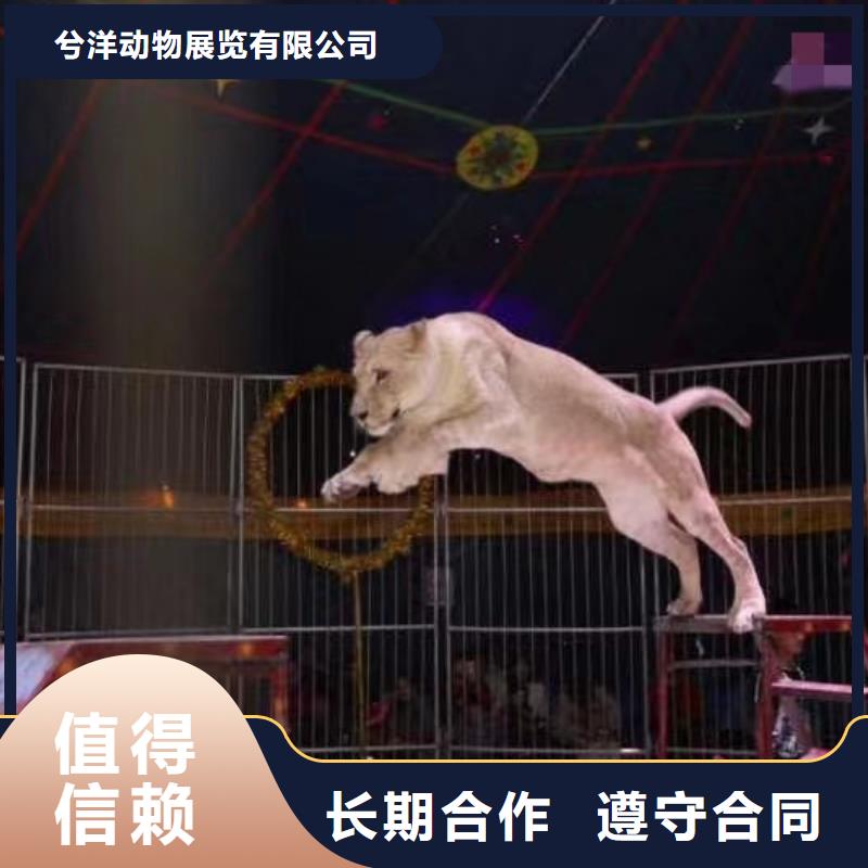 萌宠展出租联系我们