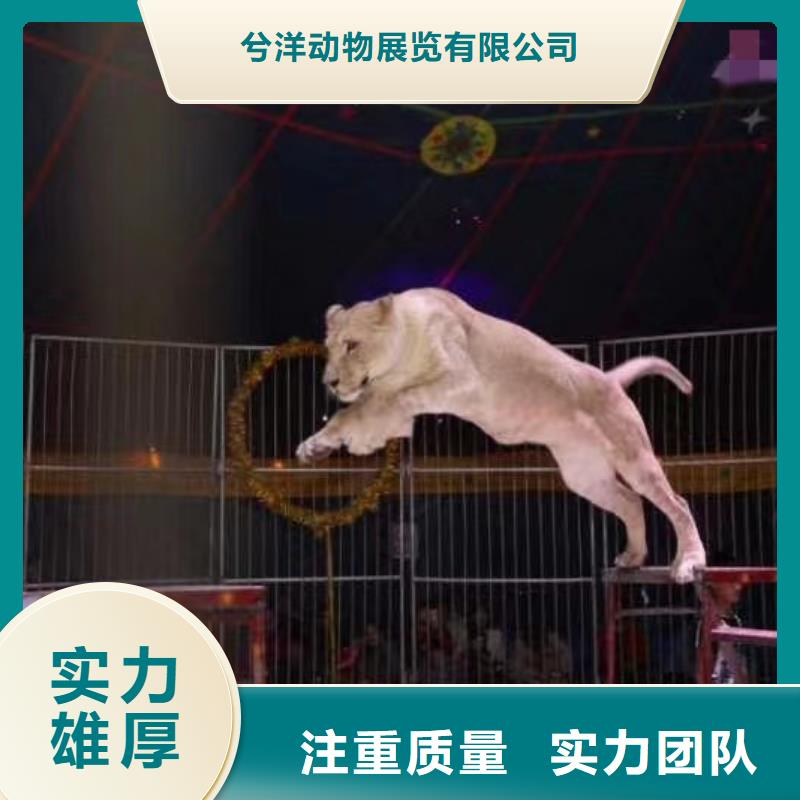 哪有出租马戏团表演的联系厂家
