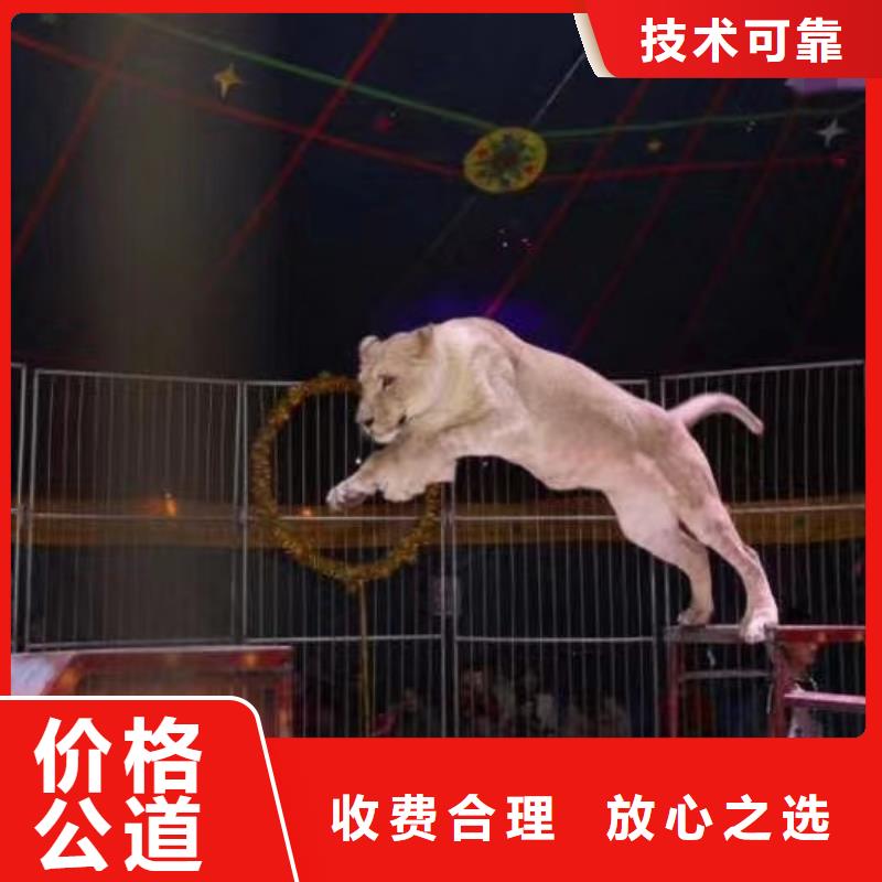 动物表演租赁活跃气氛
