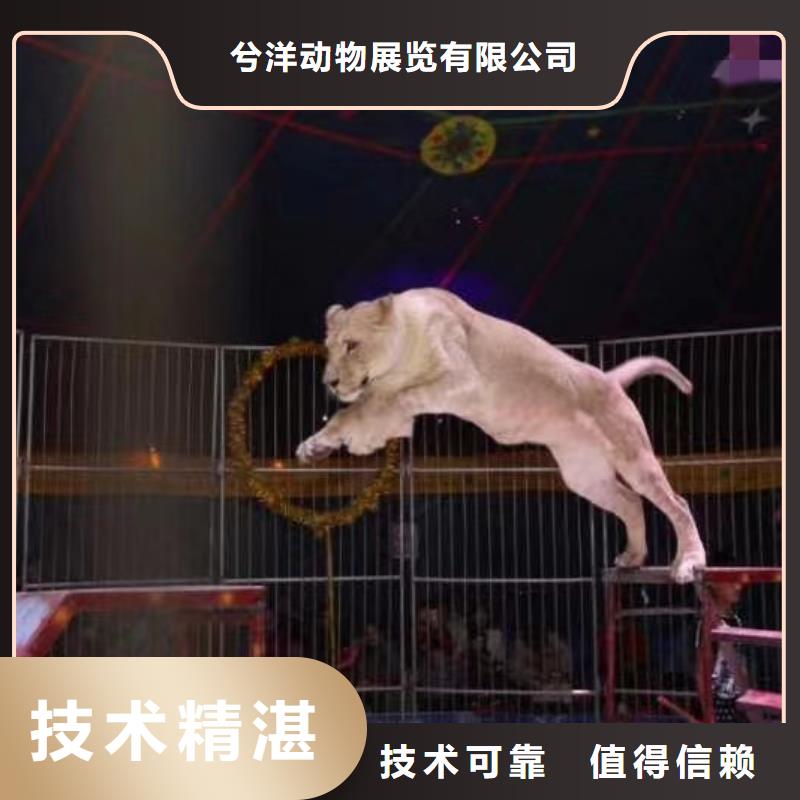 哪有出租马戏团表演的查看图片