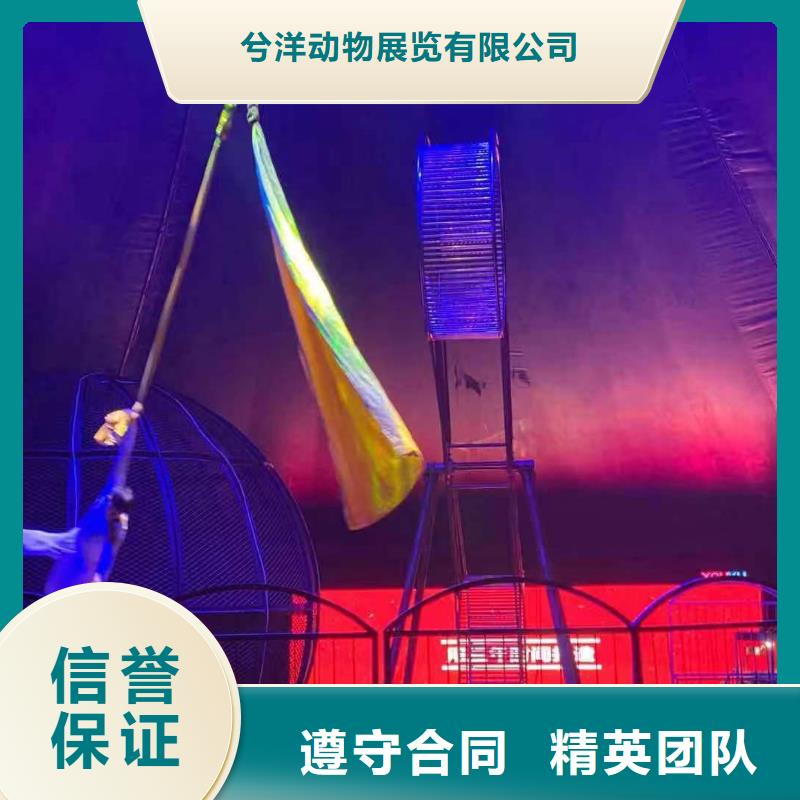 马戏团表演出租丰富多彩