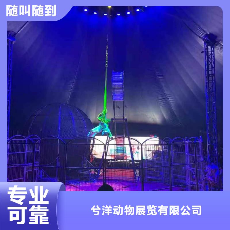 租赁羊驼主题展览