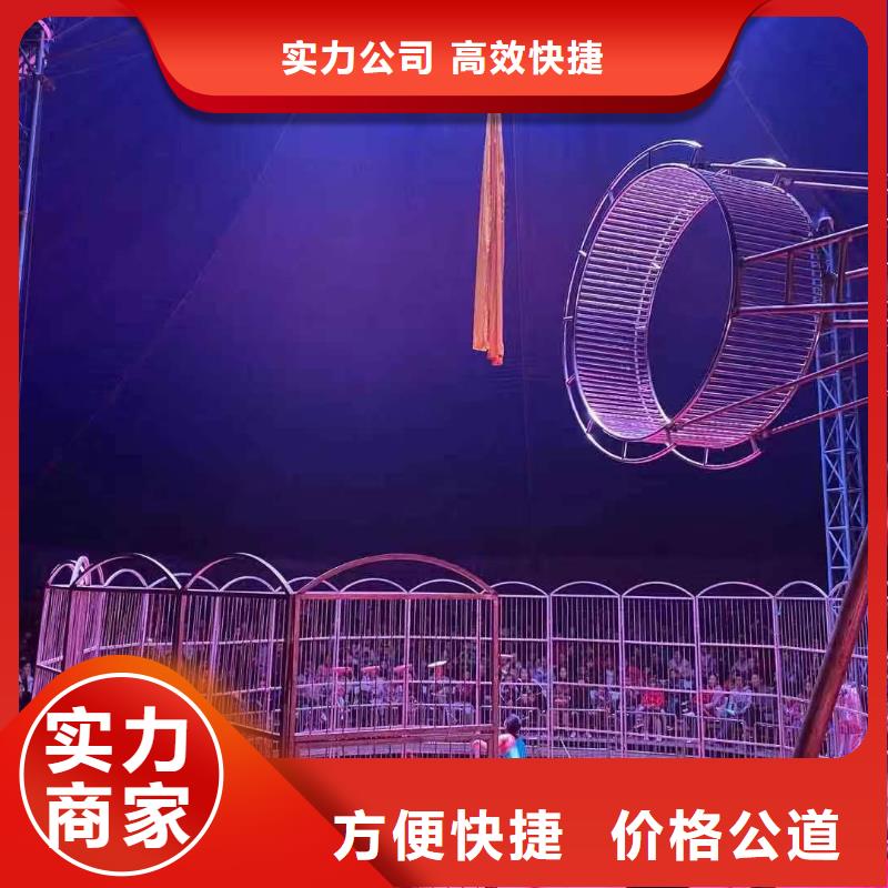 马戏团/羊驼 表演羊驼租赁团队