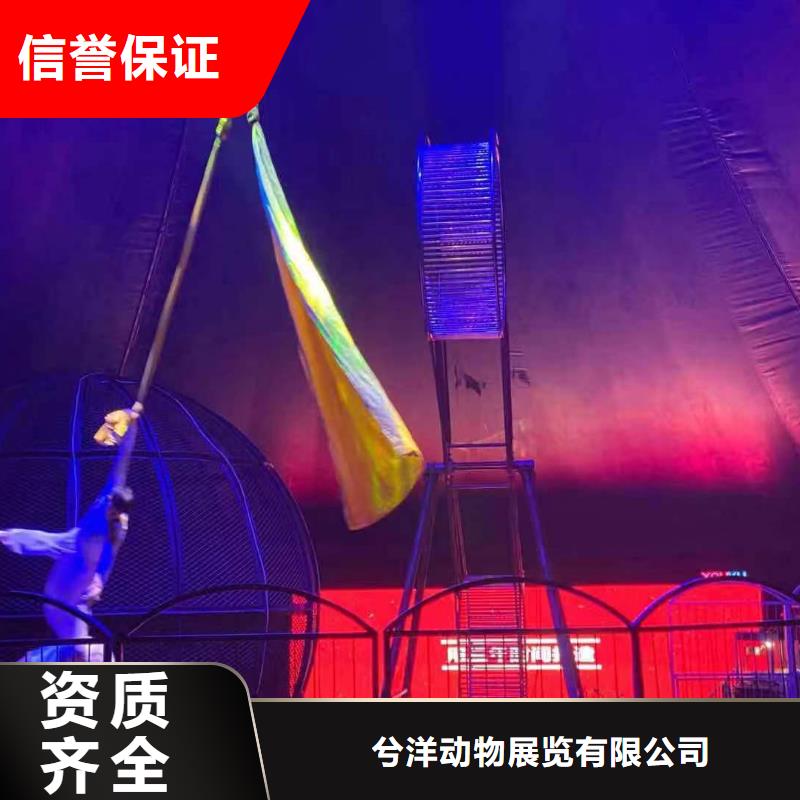 马戏团/羊驼出租表演鹦鹉高品质