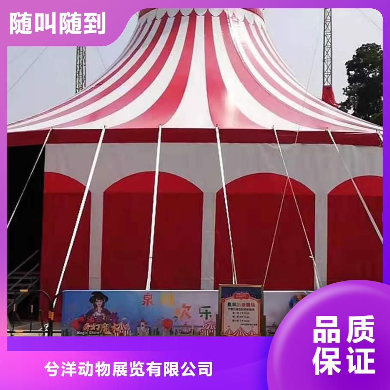 马戏团表演出租丰富多彩