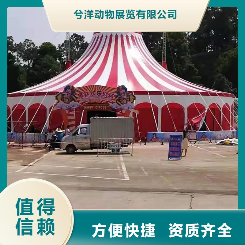采购马戏团表演出租必看-售后保障