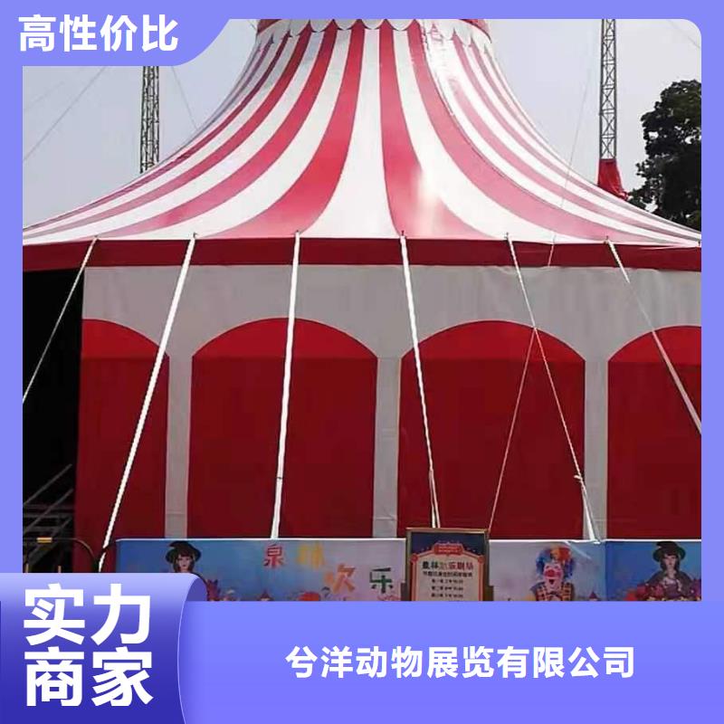 哪有羊驼出租周边