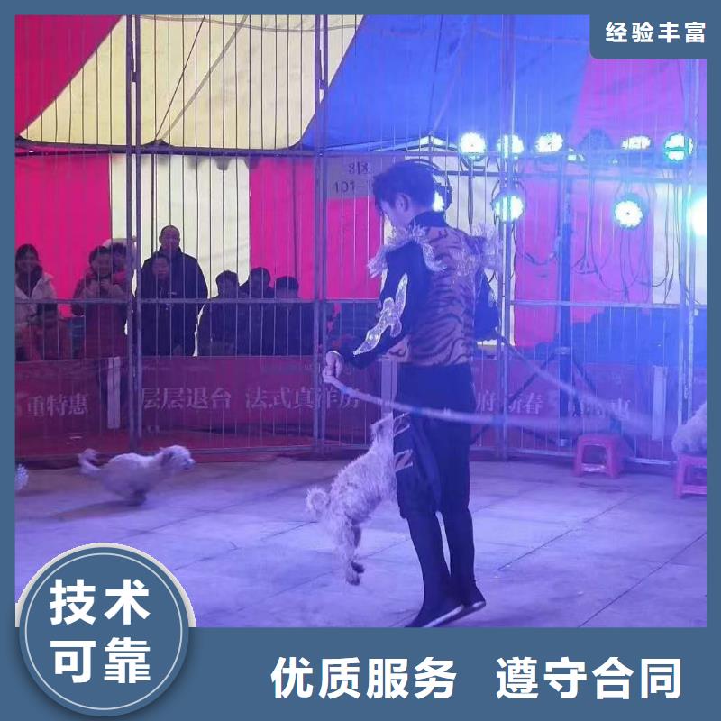 马戏团/羊驼【海狮表演租赁】实力强有保证