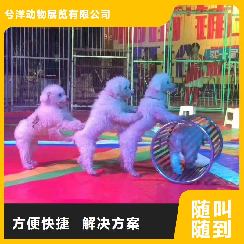 动物表演租赁活跃气氛