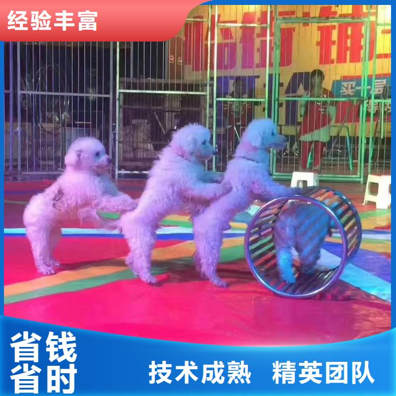 动物表演租赁节日活动