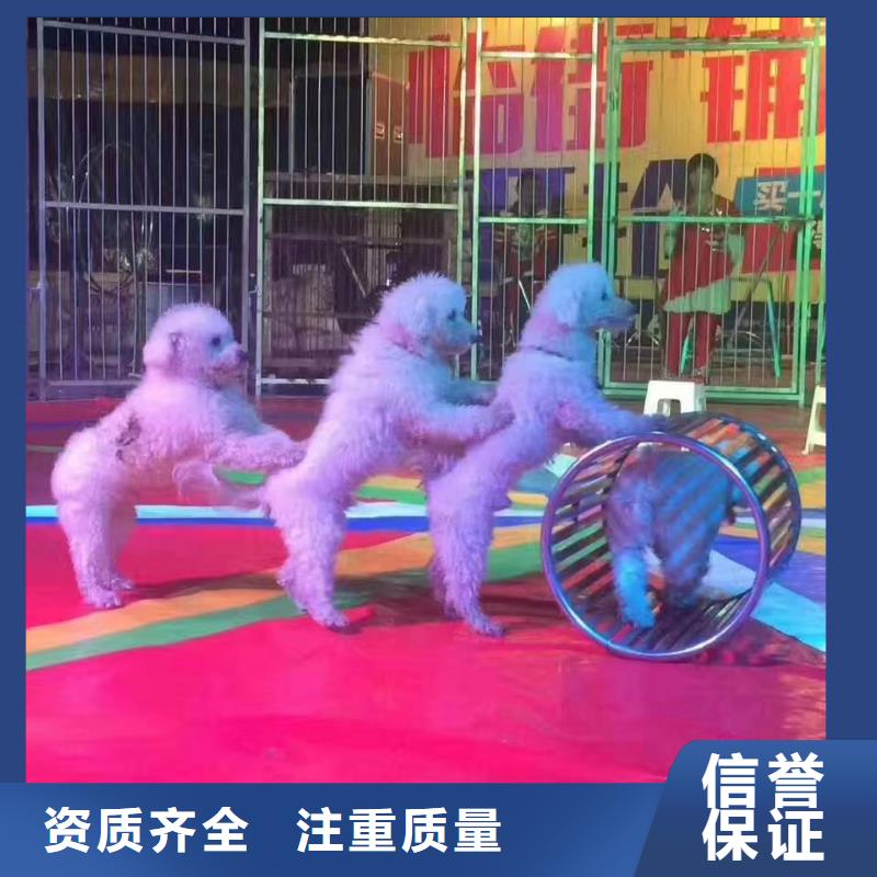 【马戏团/羊驼】,海狮表演出租公司