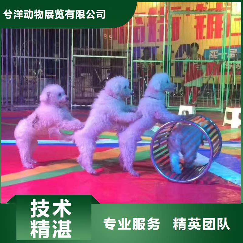 鹦鹉表演租赁到厂参观