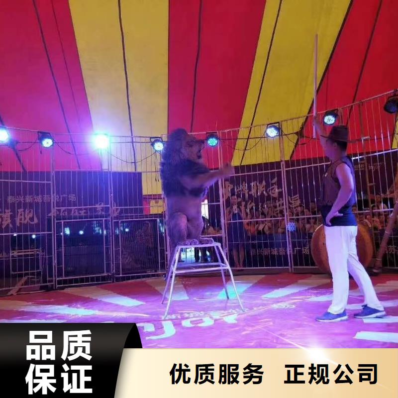 马戏团/羊驼_马戏团表演出租租赁质量保证