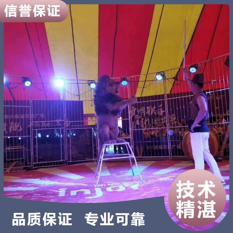 租赁马戏团表演承接活动