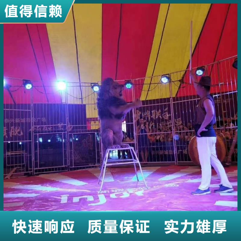 羊驼马戏团表演租赁现货充足