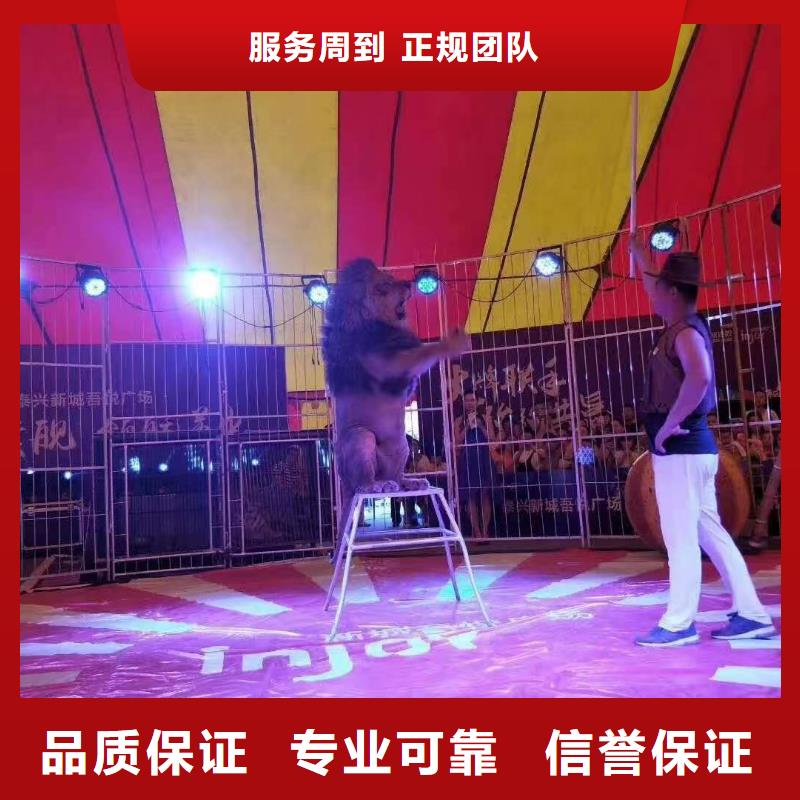 租赁羊驼主题展览