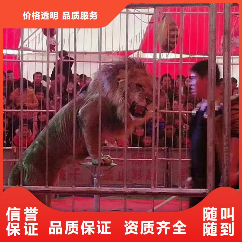 羊驼租赁节日活动