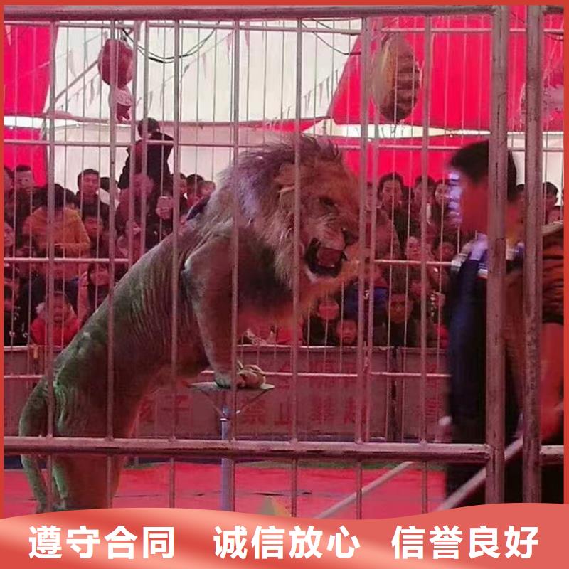 动物表演出租
