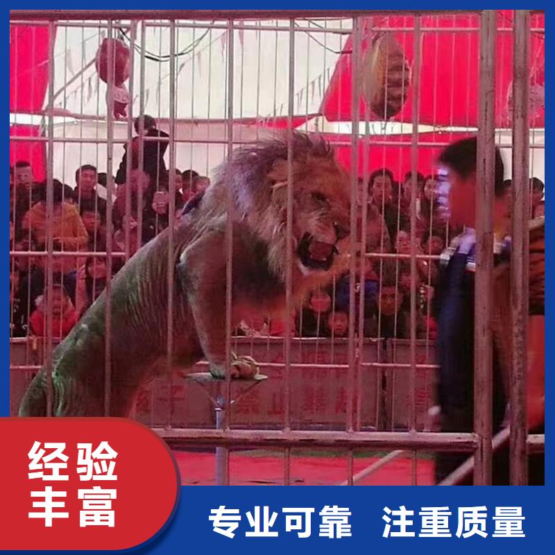 哪有租赁羊驼的庆典暖场