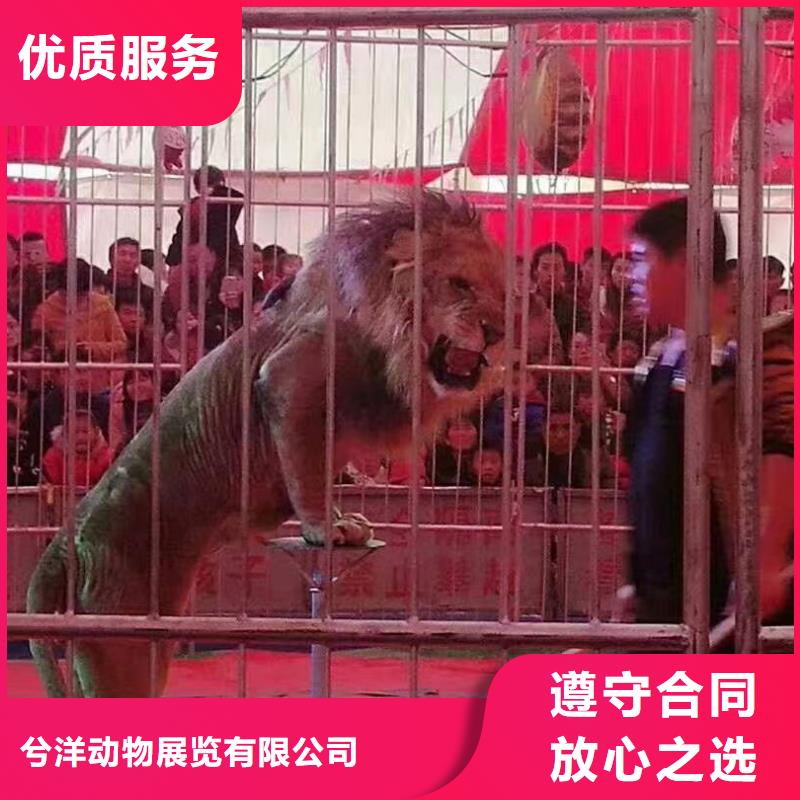 哪里有羊驼租赁的图片案例