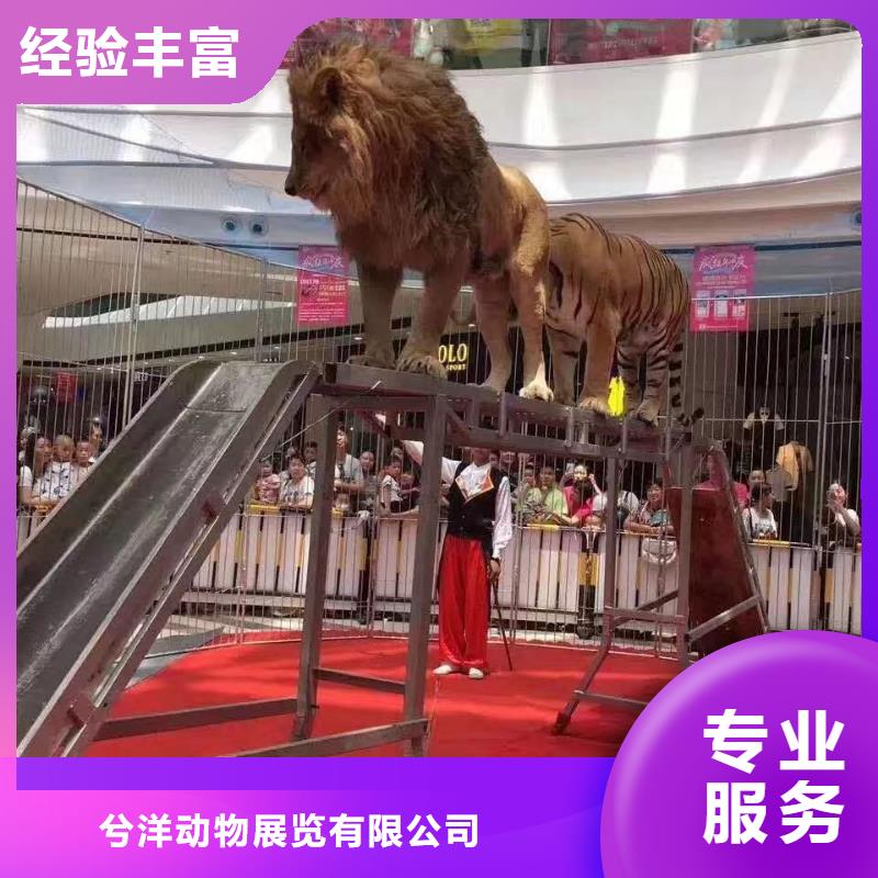 哪有租赁羊驼的免费策划