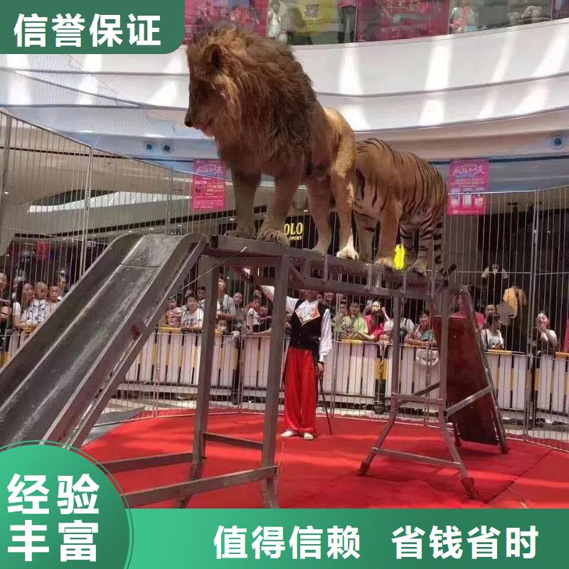 马戏团/羊驼美人鱼表演先进的技术