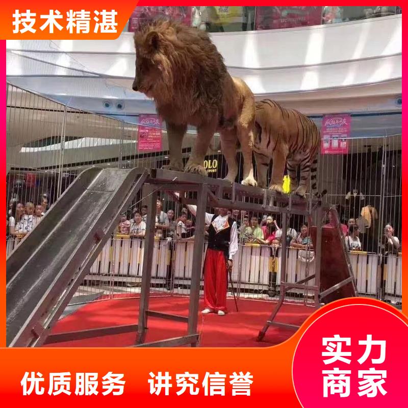 羊驼出租活动图片