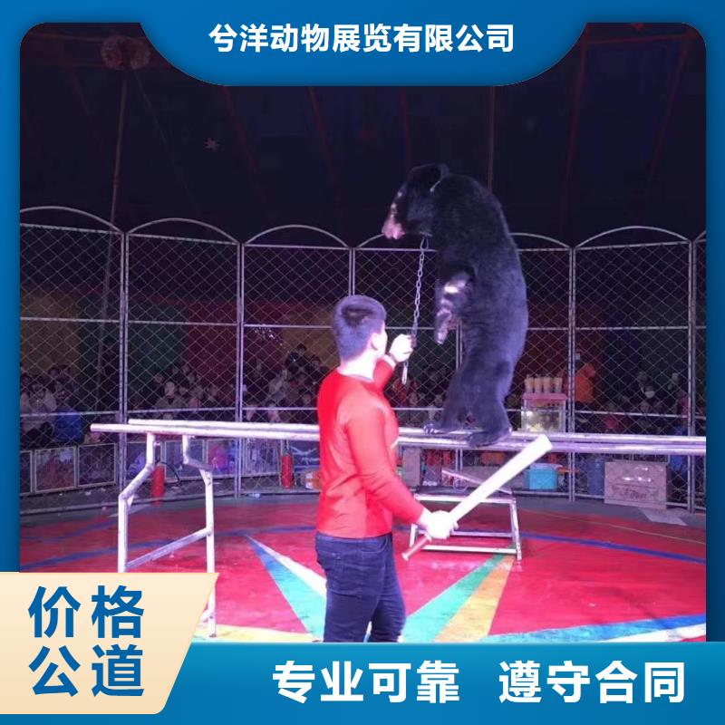 采购马戏团表演出租必看-售后保障