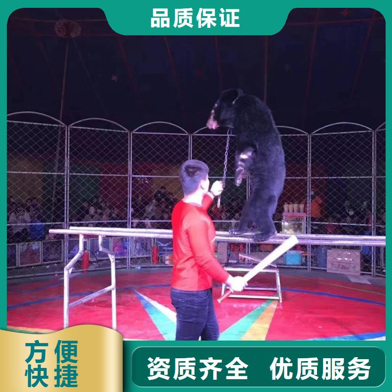 租赁马戏团表演活动案例
