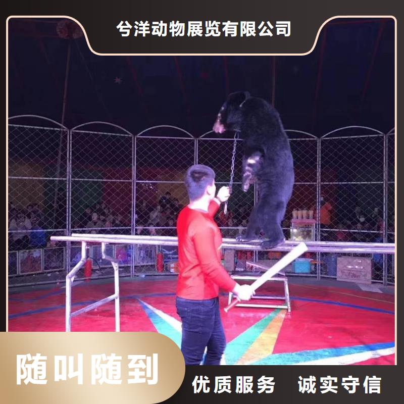 动物表演出租货源充足