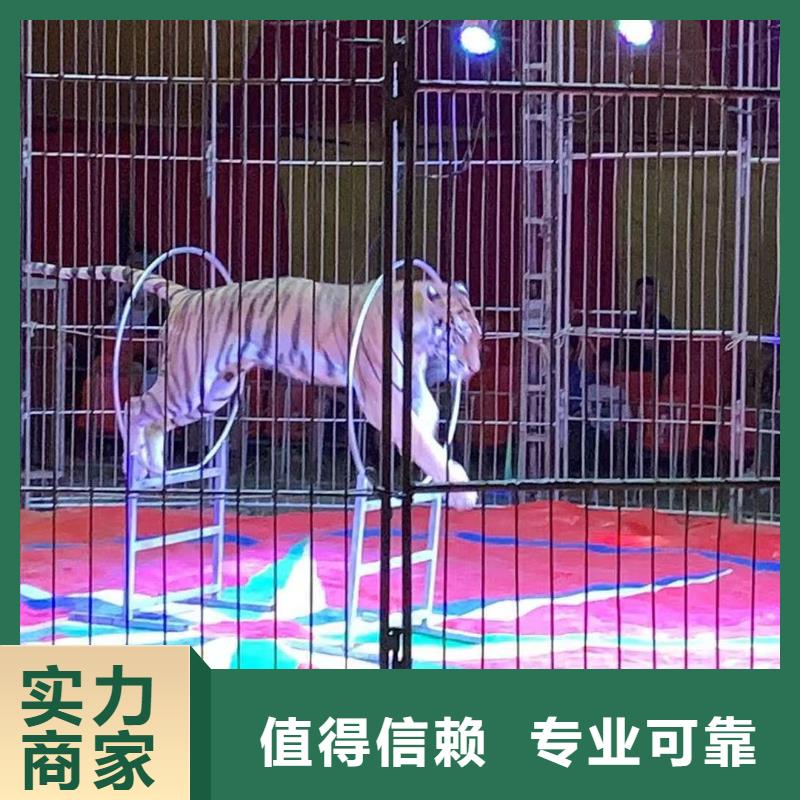 马戏团/羊驼_动物表演出租放心