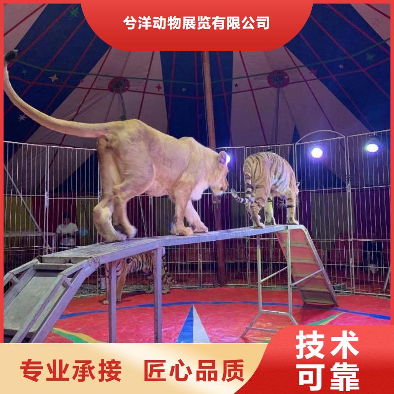 马戏团羊驼表演出租厂家，货源足