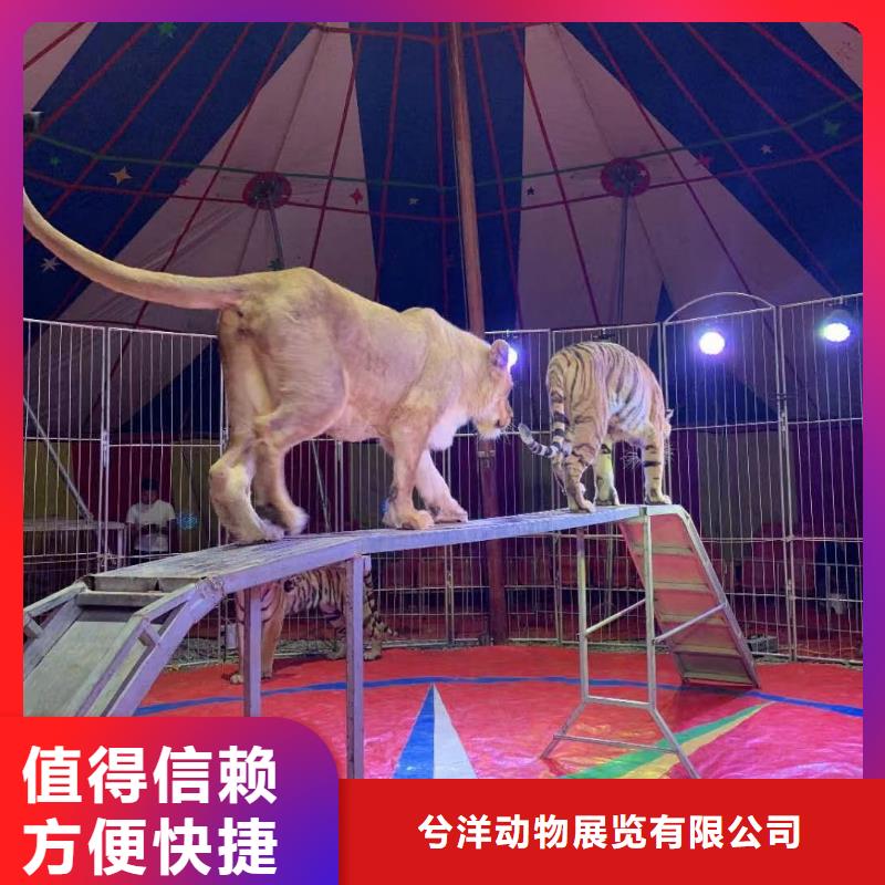 出租羊驼全国承接