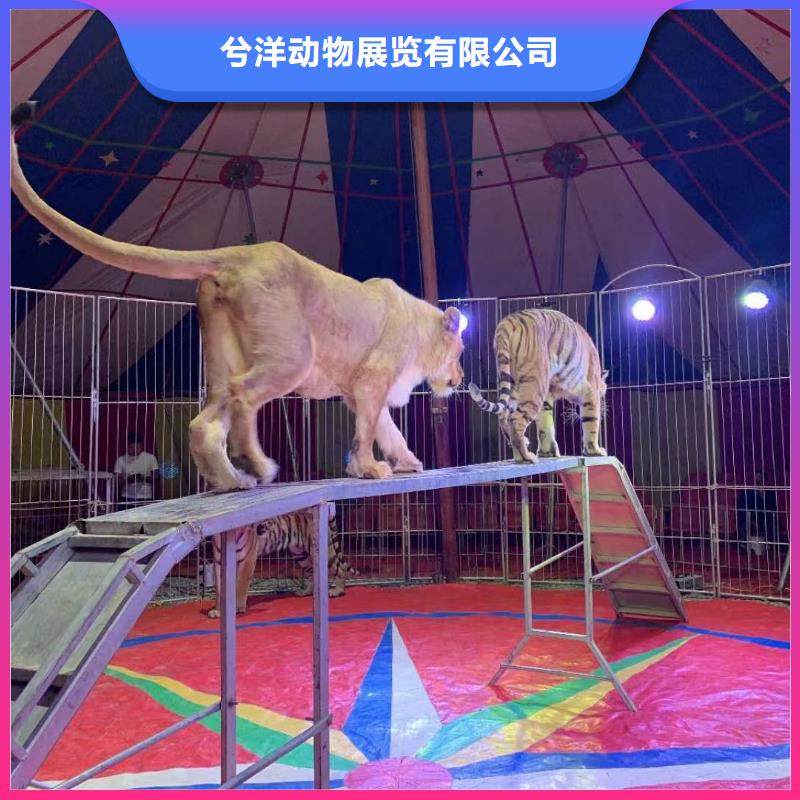 租赁马戏团表演服务全国