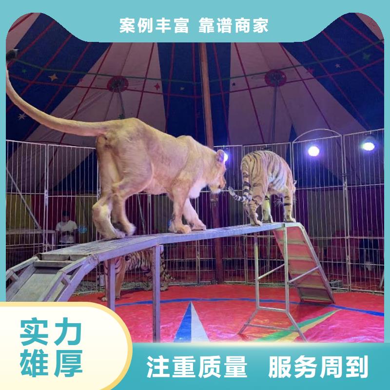 小马戏表演租赁一手资源