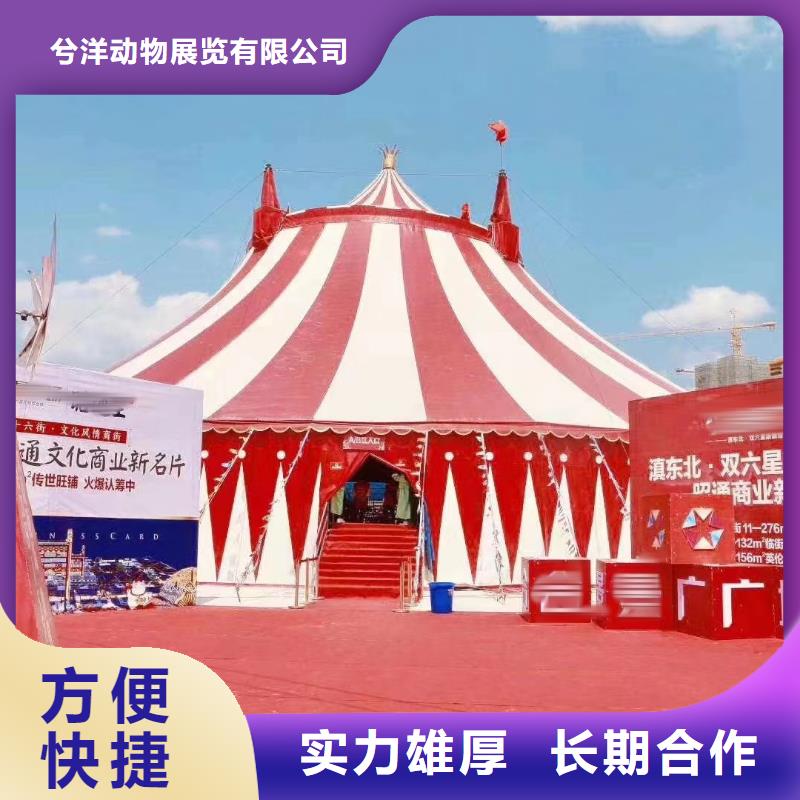 羊驼租赁节日活动