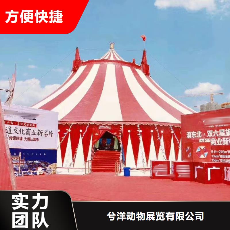 羊驼租赁公司活动方案