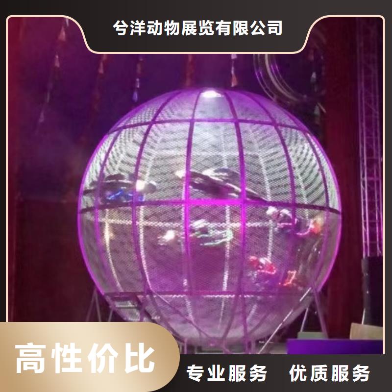 马戏团/羊驼-【羊驼出租】明码标价