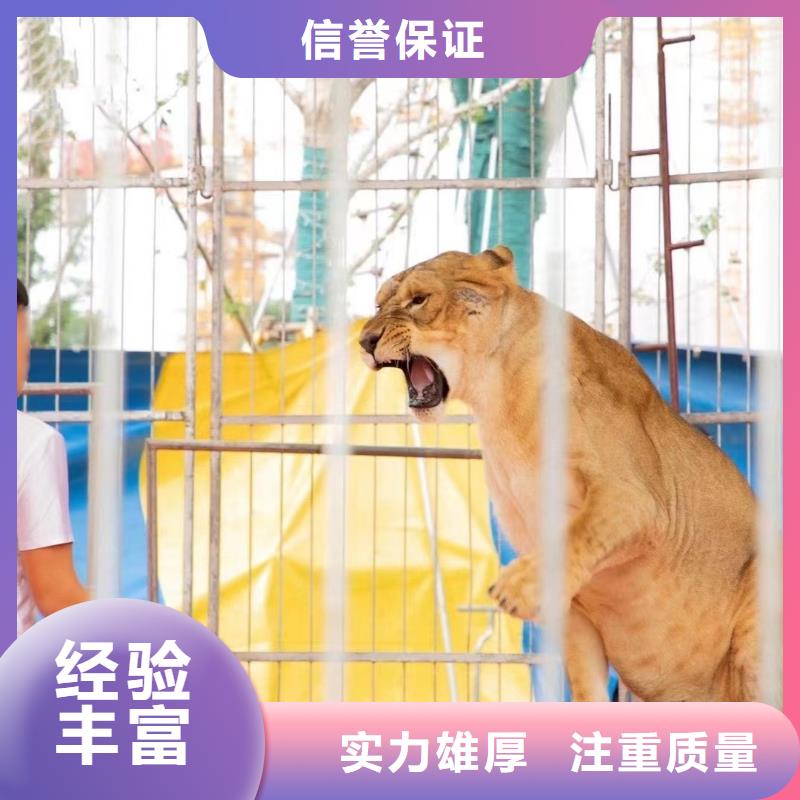 马戏团表演出租一手资源