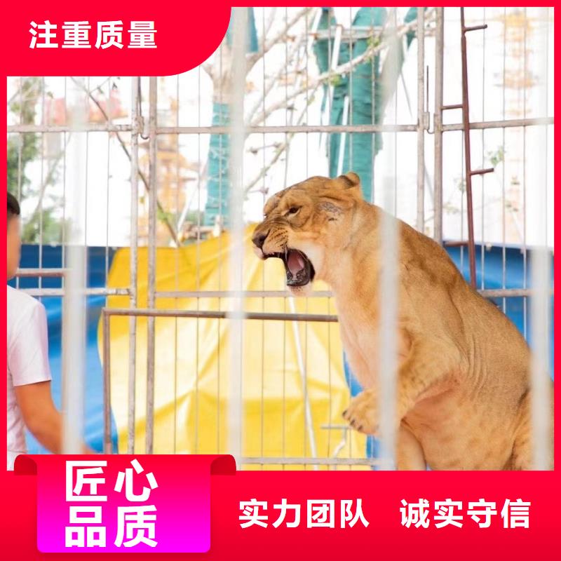 动物表演出租