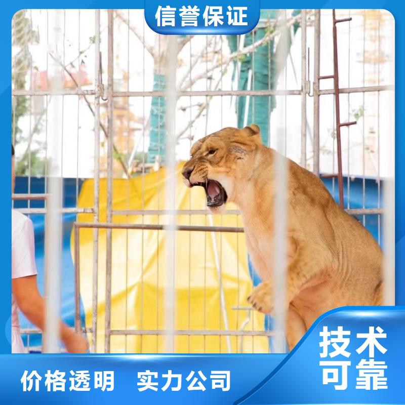 哪有租赁羊驼的活动方案
