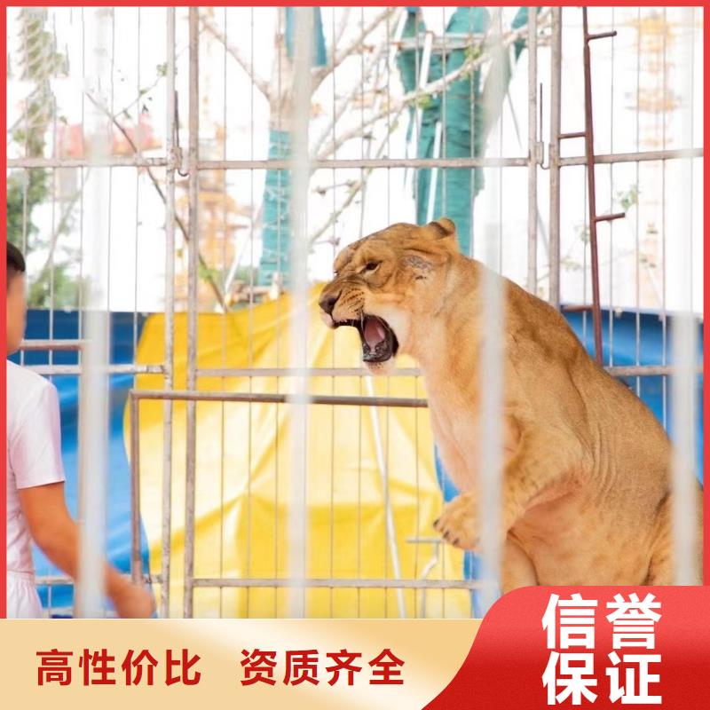 租赁表演马戏团免费资源