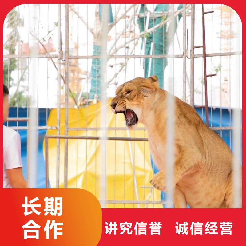 哪里有租赁动物的庆典活动