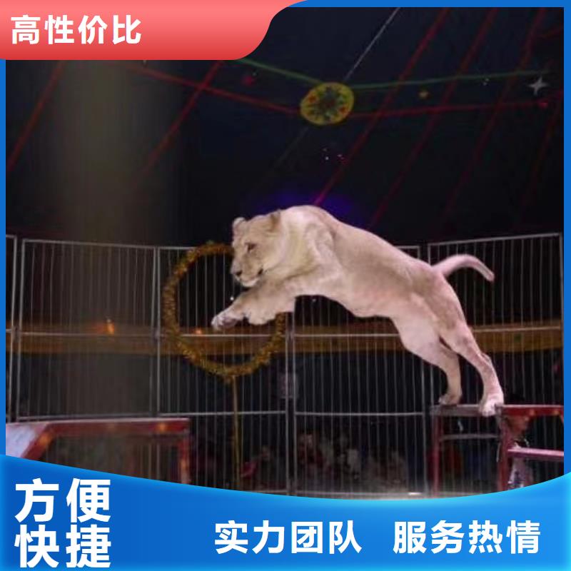 马戏团/羊驼_马戏团表演出租租赁质量保证