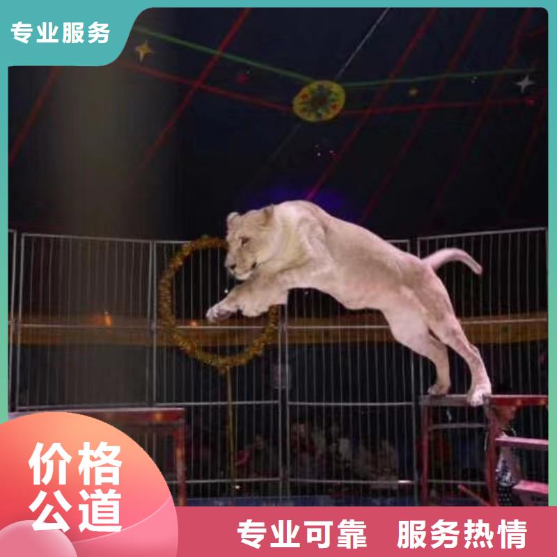 环球飞车表演租赁资源丰富
