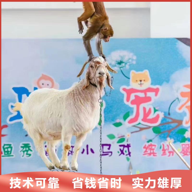 马戏团表演出租