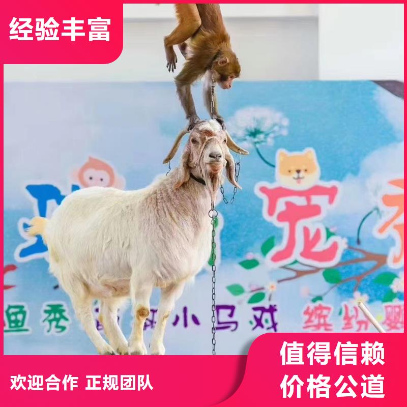 马戏团表演出租价格一手资源