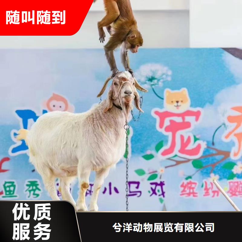 马戏团表演出租一手资源